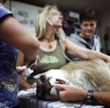 探访野生动物护理中心：人与动物寻找信任