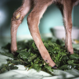 探访野生动物护理中心：人与动物寻找信任