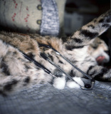 探访野生动物护理中心：人与动物寻找信任