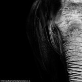 摄影师只用自然光拍摄动物黑白唯美照