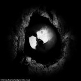 摄影师只用自然光拍摄动物黑白唯美照