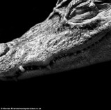 摄影师只用自然光拍摄动物黑白唯美照