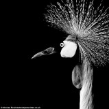 摄影师只用自然光拍摄动物黑白唯美照