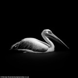 摄影师只用自然光拍摄动物黑白唯美照