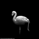 摄影师只用自然光拍摄动物黑白唯美照