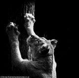 摄影师只用自然光拍摄动物黑白唯美照