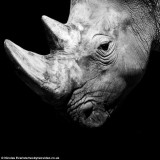 摄影师只用自然光拍摄动物黑白唯美照