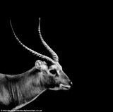 摄影师只用自然光拍摄动物黑白唯美照