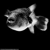 摄影师只用自然光拍摄动物黑白唯美照