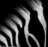 摄影师只用自然光拍摄动物黑白唯美照