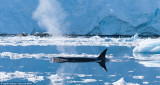凶猛虎鲸猎杀南极企鹅惊险瞬间