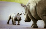 照片展示活泼犀牛幼崽蹦跳嬉闹有趣瞬间