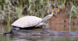 秘鲁蝴蝶环绕乌龟饮泪成唯美画面：为补充盐分