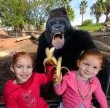 2013年度最佳抢镜动物：大猩猩隔玻璃舔香蕉