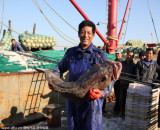 浙江舟山渔民捕获近1米长特大野生海鲫鱼