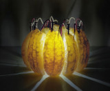 Ӱʦƹͼ