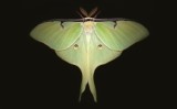 月形天蚕蛾