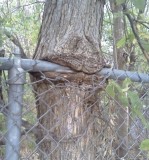 植物也会“吸星大法”：裹住刺入异物继续生长