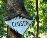 植物也会“吸星大法”：裹住刺入异物继续生长