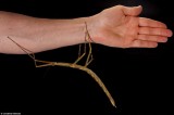 2015十大新物种：巨大竹节虫体长可达23厘米