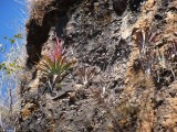 Tillandsia religiosa