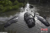 印尼巨头鲸海滩搁浅：身上伤痕累累