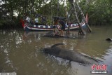 印尼巨头鲸海滩搁浅：身上伤痕累累