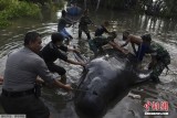 印尼巨头鲸海滩搁浅：身上伤痕累累