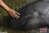 印尼巨头鲸海滩搁浅：身上伤痕累累