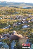 挪威高原现300多只死亡野生驯鹿 疑遭雷击