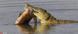 南非鳄鱼想吃独食无奈咬不动 不得已找同伴分享