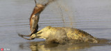南非鳄鱼想吃独食无奈咬不动 不得已找同伴分享