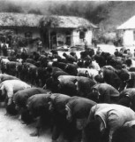 组图：1978年云南五万知青罢工下跪请愿回城