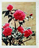 难得一见：江青书法摄影作品