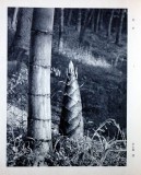 难得一见：江青书法摄影作品