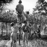 图说二战时期星条旗下的日裔美军