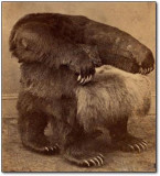 17张诡异老照片：自杀式小坦克、飞机撞大树