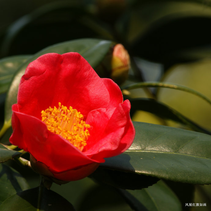 金花茶公园茶花迎春盛开娇艳欲滴