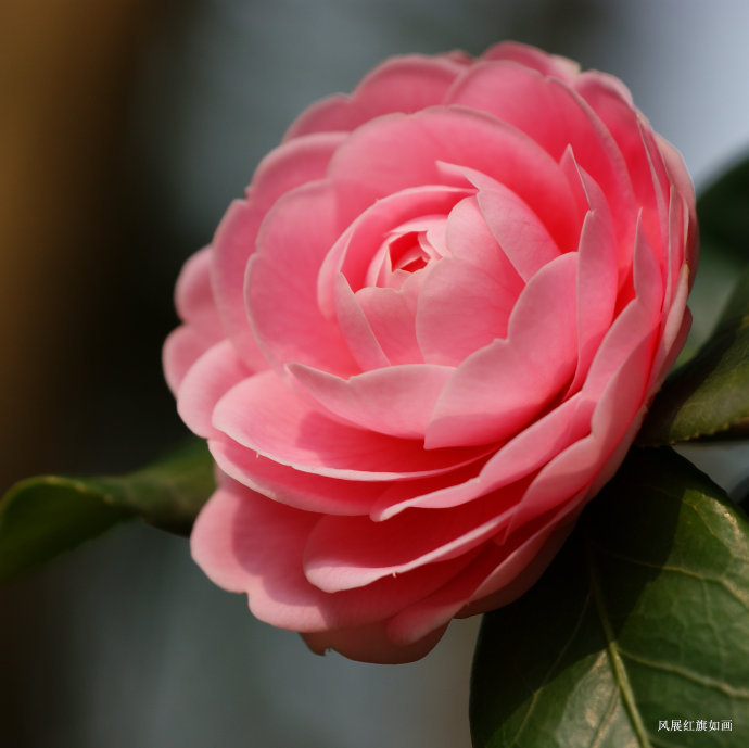 金花茶公园茶花迎春盛开娇艳欲滴