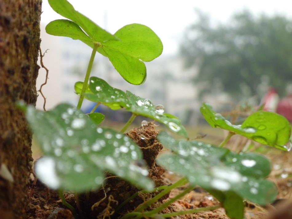 雨露中的绿色娇艳欲滴 生机盎然别具特色