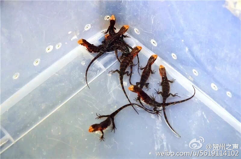 恐龙时代人口不足_西瓜蕾的主页(3)