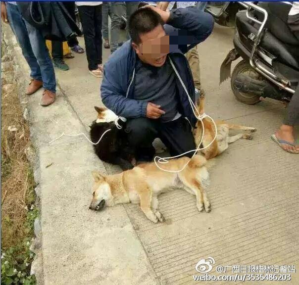 恭城又现偷狗人