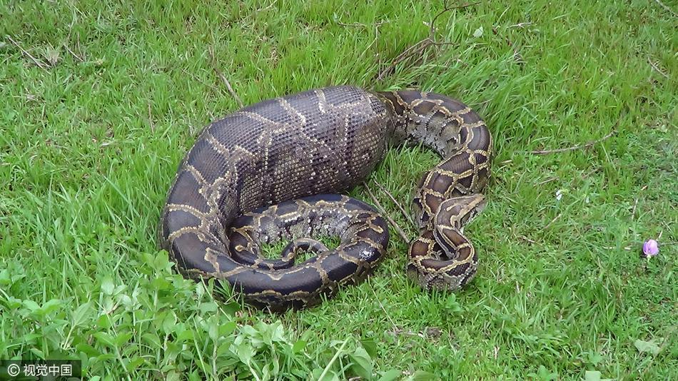 梦途惊险，大蟒蛇的尾随与全村人的逃逸——解梦之旅