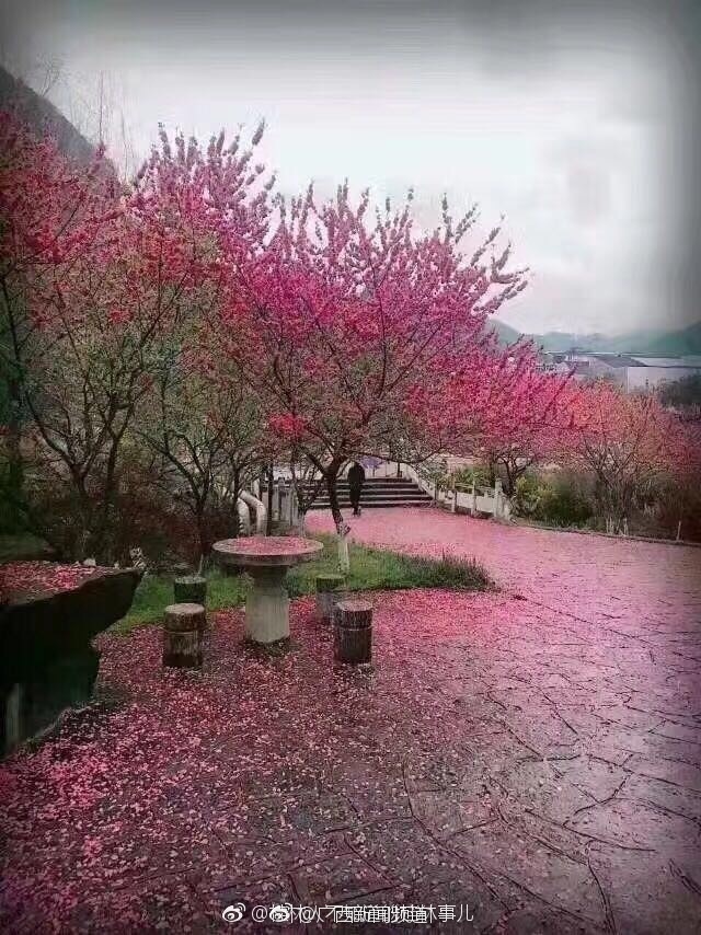 桂林:满树桃花散落 成了满地桃花雨