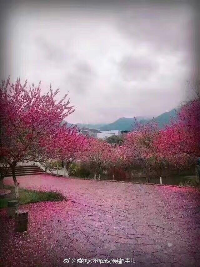 桂林:满树桃花散落 成了满地桃花雨