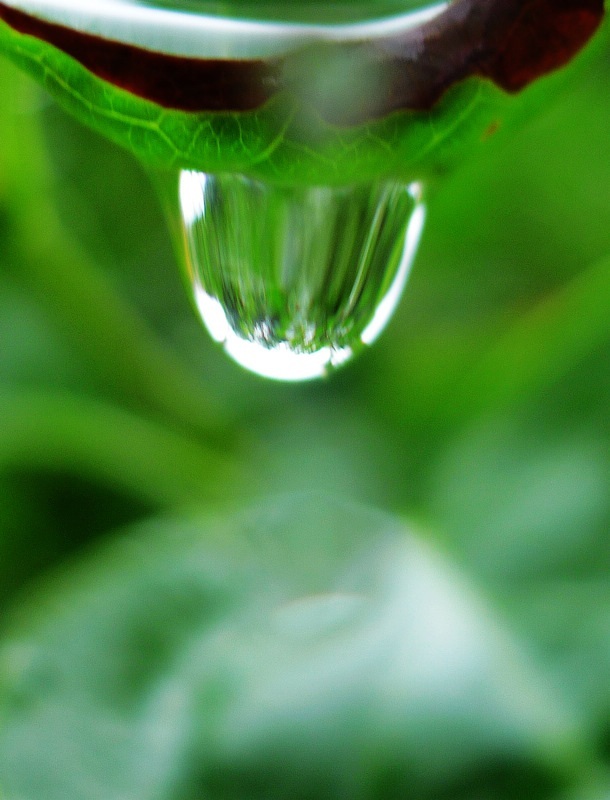 禅意摄影:玲珑雨珠_新浪图片_手机新浪网