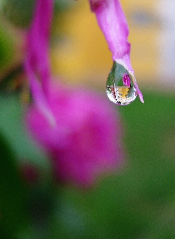 雨后的空气格外清新,漂浮在花瓣小水珠晶莹剔透,那么纯净,心也跟着
