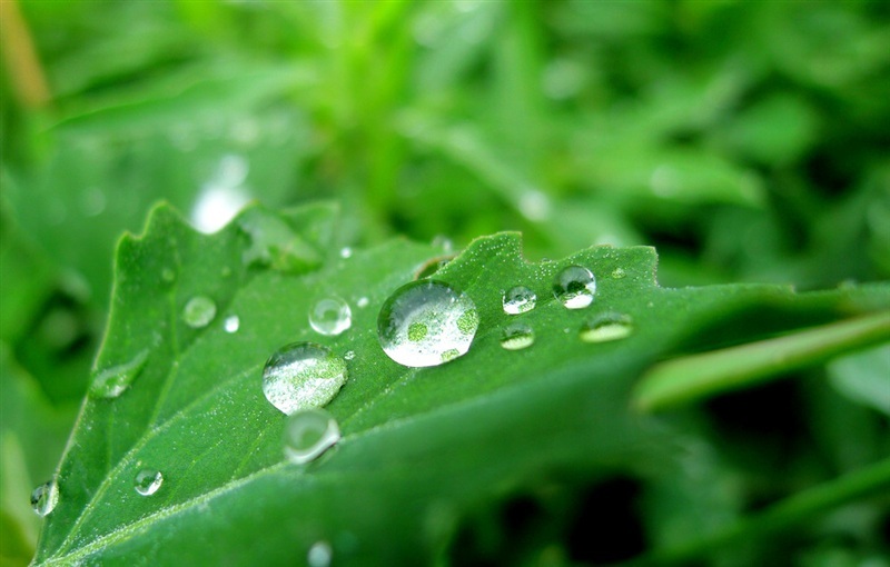 雨后的空气格外清新,漂浮在花瓣小水珠晶莹剔透,那么纯净,心也跟着