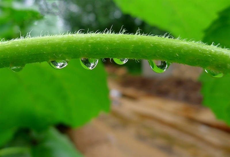 雨后的空气格外清新,漂浮在花瓣小水珠晶莹剔透,那么纯净,心也跟着