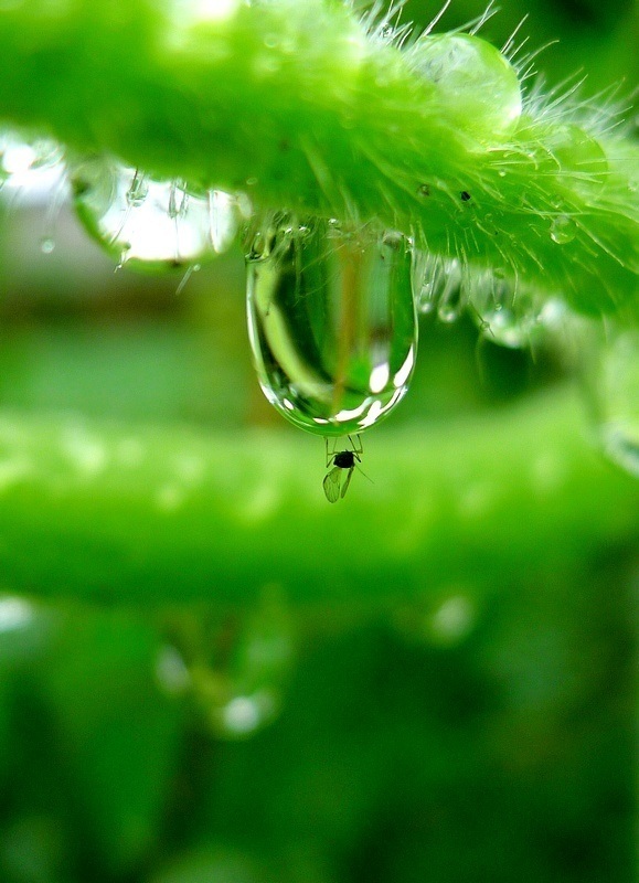 禅意摄影:玲珑雨珠_新浪图片_手机新浪网